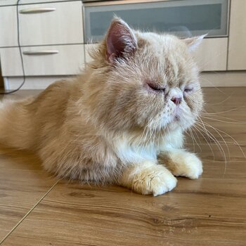 Selling our adorable FlatFace Persian male 2yrs old
