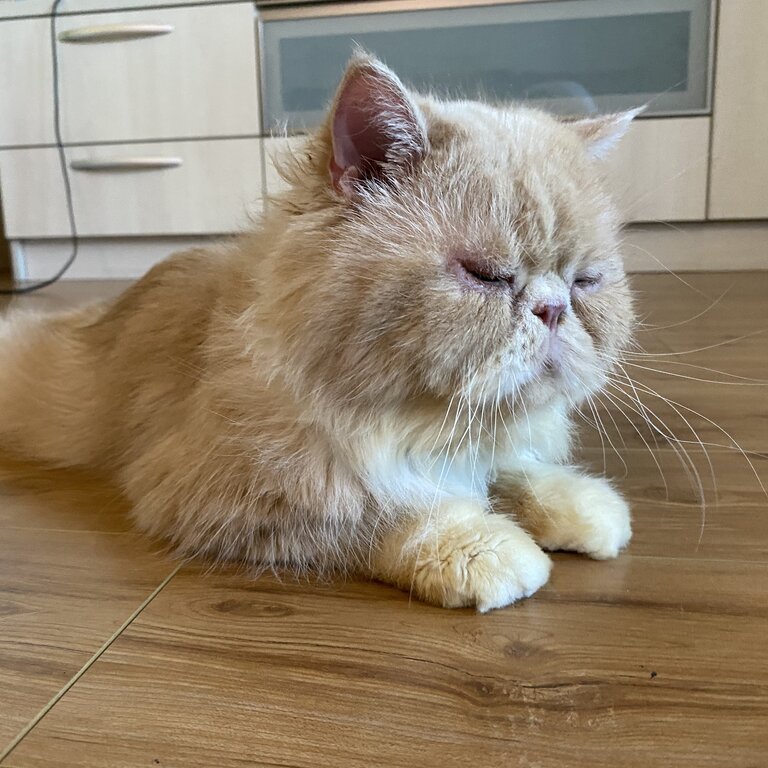 Selling our adorable FlatFace Persian male 2yrs old