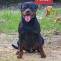 Rottweiler Puppy For Sale (Imported lineage)(019 - 480 6689 Grace) -1