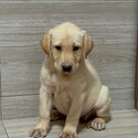 Labrador Puppy For Sale （拉布拉多 幼犬）(019 - 480 6689 Grace)