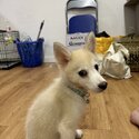 Pomsky Dog -1