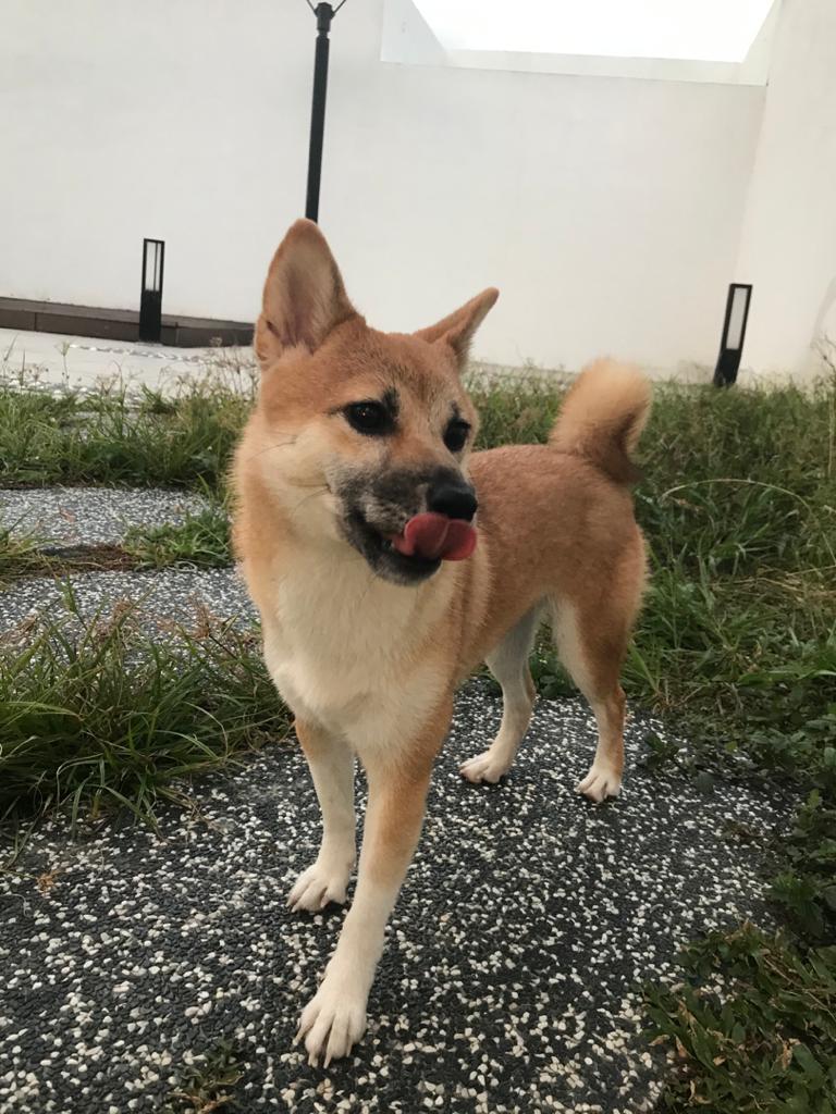 Shiba Inu- Mochi