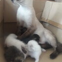 Siamese mom and 5 newborn kittens-3