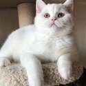 British shorthair kittens Registered raised with kids -1