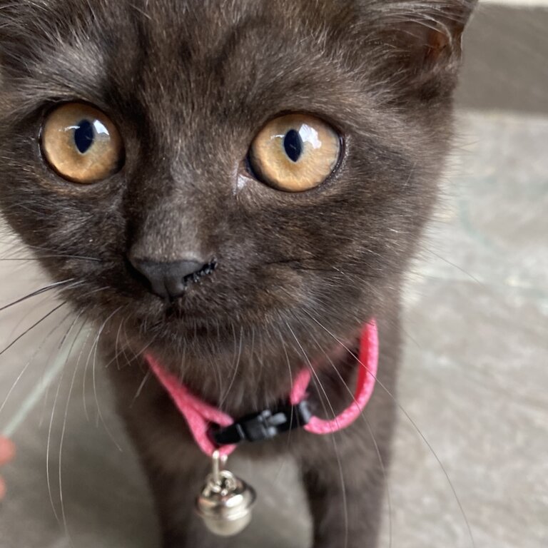 Cross breed British Short Hair kitten 