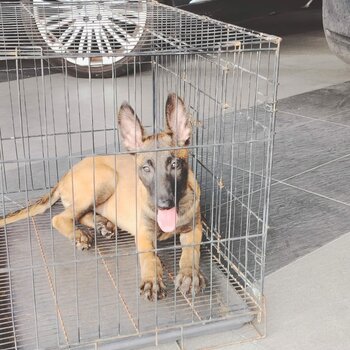Malinois Puppy For Sale (Belgium Shepherd Puppy)(019 - 480 6689 Grace)