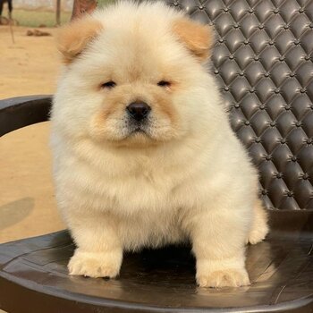 Potty trained Chow Chow Puppy 