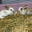 Bunnies For Sale