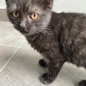 Cross breed British Short Hair kitten -3