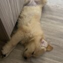 Golden Retriever puppy for sale -2