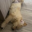 Golden Retriever puppy for sale 