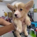 Welsh Corgi Puppy For Sale @ Malaysia (019 - 480 6689 Grace) -3