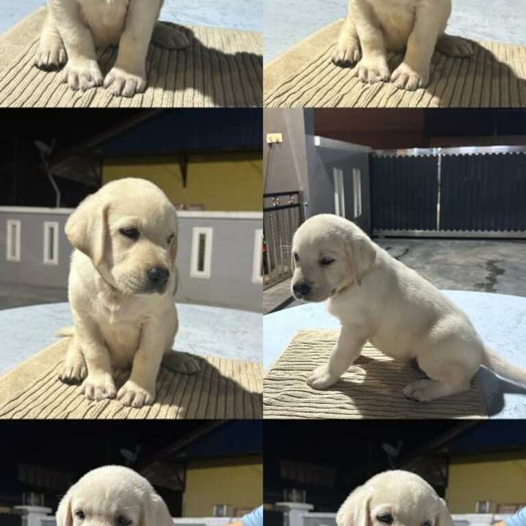 Labrador Puppy For Sale Malaysia (019 - 480 6689 Grace)