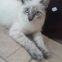 Long hair Lilac point Siamese kitten-4