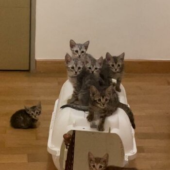 Bengal x Maine Coon x British Shorthair Mix Kittens For Sale