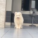 Samoyed Puppy For Sale (Imported from Vietnam) (019 - 480 6689 Grace) -2