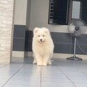 Samoyed Puppy For Sale (Imported from Vietnam) (019 - 480 6689 Grace) -2