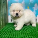 Chow Chow Puppy For Sale Malaysia (019 - 480 6689 Grace) -1