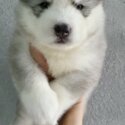 Wooly Husky Puppy For Sale (019 - 480 6689 Grace)
