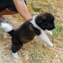 American Akita Puppy For Sale (019 - 480 6689 Grace)-3