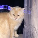 Domestic Long Hair (DLH) breed male cat-3
