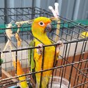 Sun conure pair -0