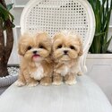 Maltipoo Premium Quality puppies |WHATSAPP ONLY +60102795317