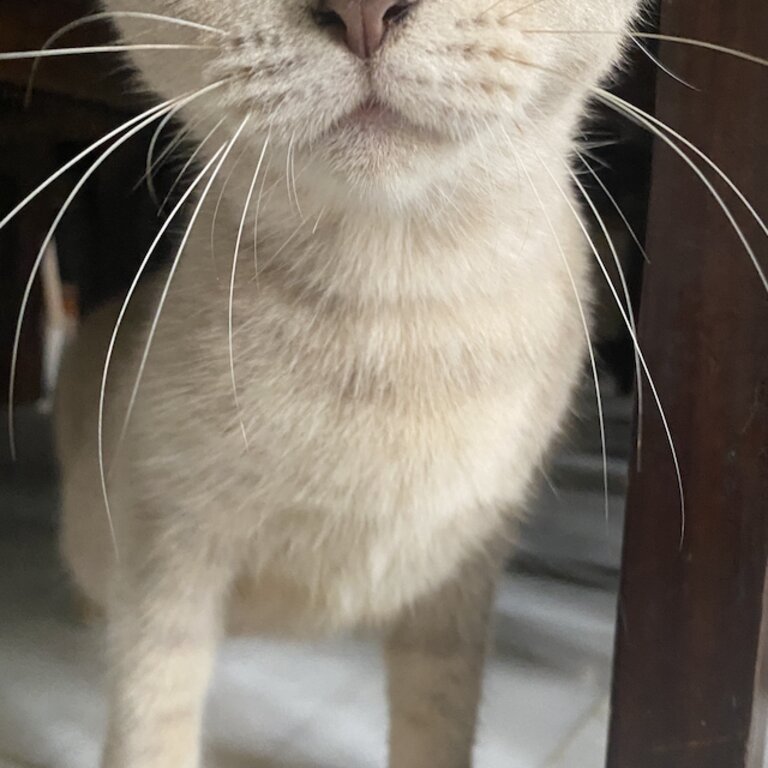 British Shorthair mix cat