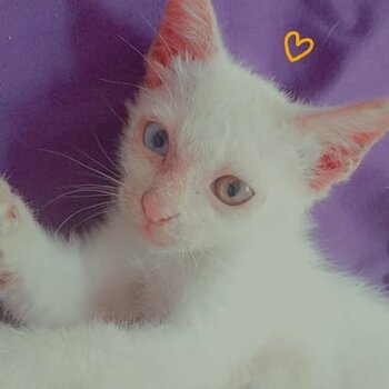 odd eyed cat ,white color and 2 month (age)