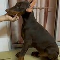 Doberman Puppy For Sale Malaysia (Imported lineage)(019 - 480 6689 Grace)-3