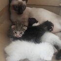 Siamese mom and 5 newborn kittens-4