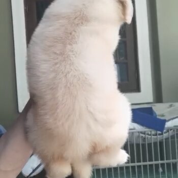 Golden Retriever Puppy For Sale (Imported lineage)（黄金猎犬 幼犬）(019 - 480 6689 Grace) 