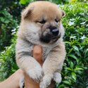 Shiba Inu Puppy For Sale (Imported &amp; Champion lineage)(019 - 480 6689 Grace)-4