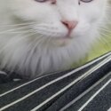Persian Ragdoll cat to rehome-2