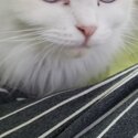 Persian Ragdoll cat to rehome-2