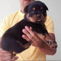 ROTTWEILER AVAILABLE FOR ADOPTION -0