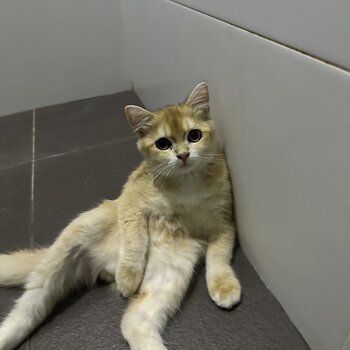 Selling orange British shorthair 