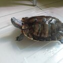 GREEN BIG TURTLE/KURA-KURA BESAR-1