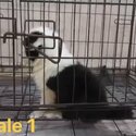 Border Collie Puppy For Sale (019 - 480 6689 Grace)-3