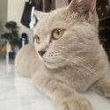 British Shorthair mix cat-3