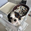 Cavalier Female Pedigree -1
