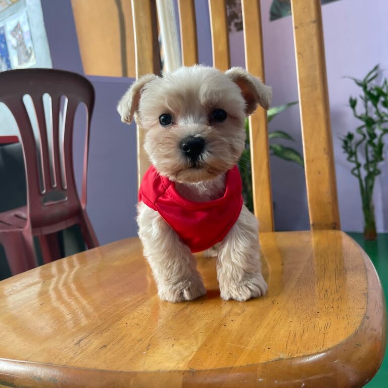 Miniature Schnauzer Puppy For Sale (019 - 480 6689 Grace)