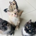 Adorable and playful kittens for sale father is a British short hair, mother is Maine coon/Persian -4