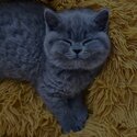 British shorthair kittens Registered raised with kids -2