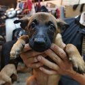 Belgian Shepherd puppies looking for new home -0