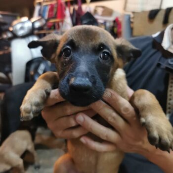 Belgian Shepherd puppies looking for new home 