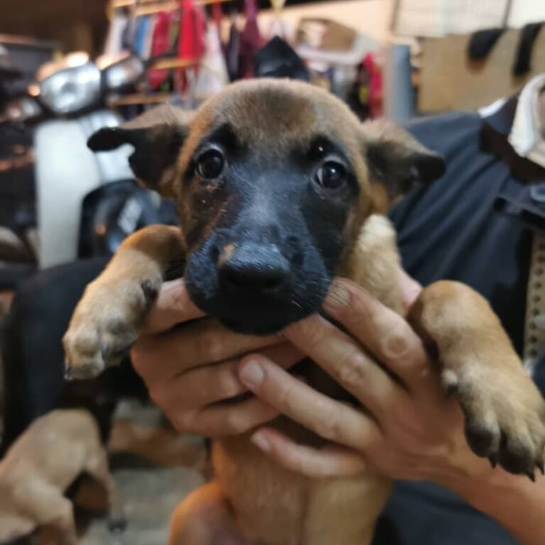 Belgian Shepherd puppies looking for new home 