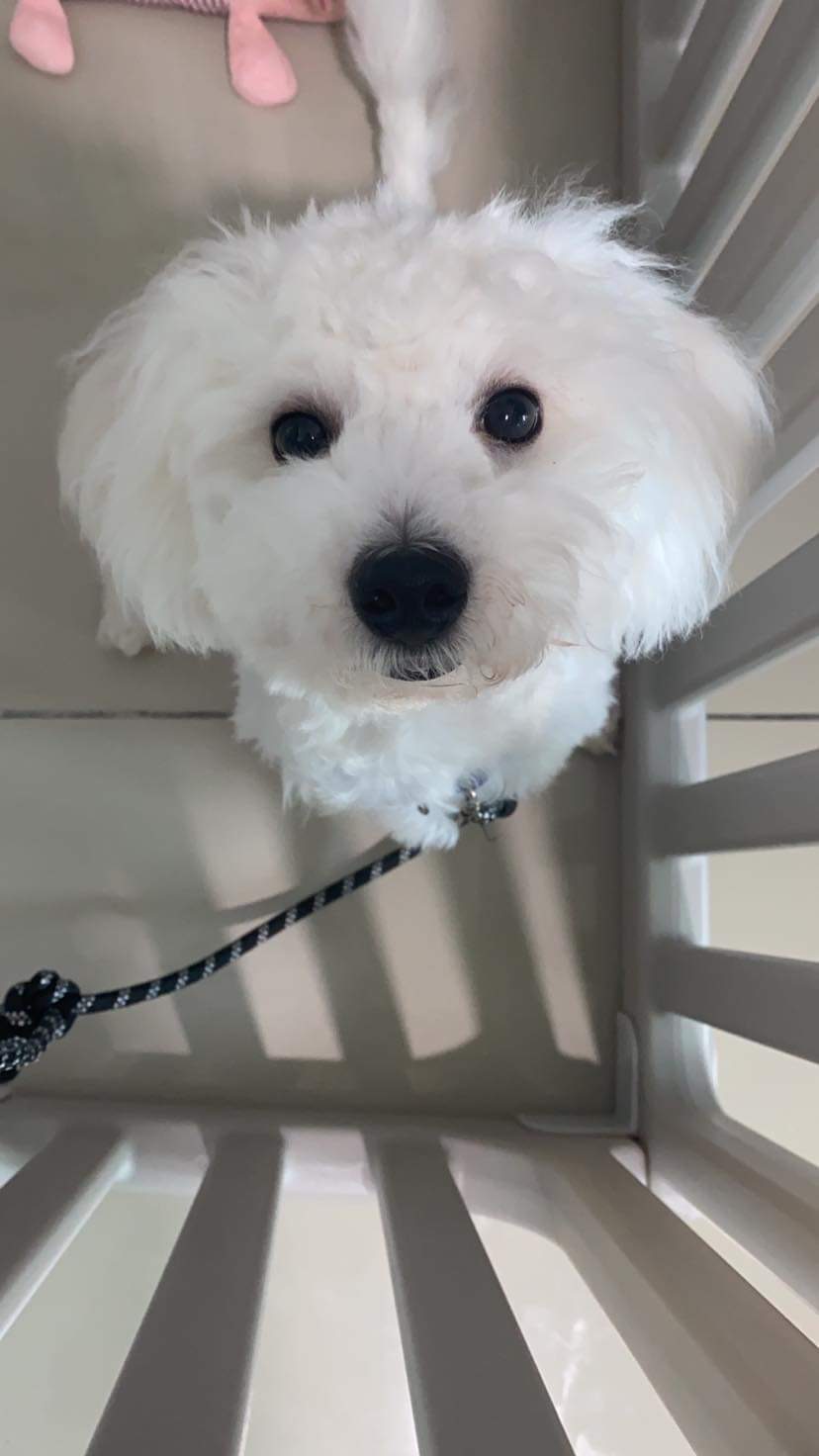 Bichon Frise