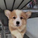 Welsh Corgi Puppy For Sale @ Malaysia (019 - 480 6689 Grace) -2