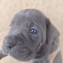 Cane Corso Puppy For Sale (Italian Mastiff Puppy)(019 - 480 6689 Grace)-2